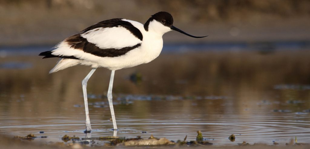 Avocette élégante - ©Xavier Rufray