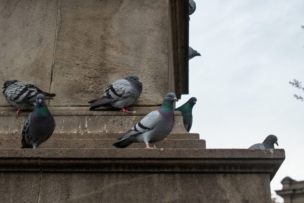 pigeons sur un bâtiment ancien