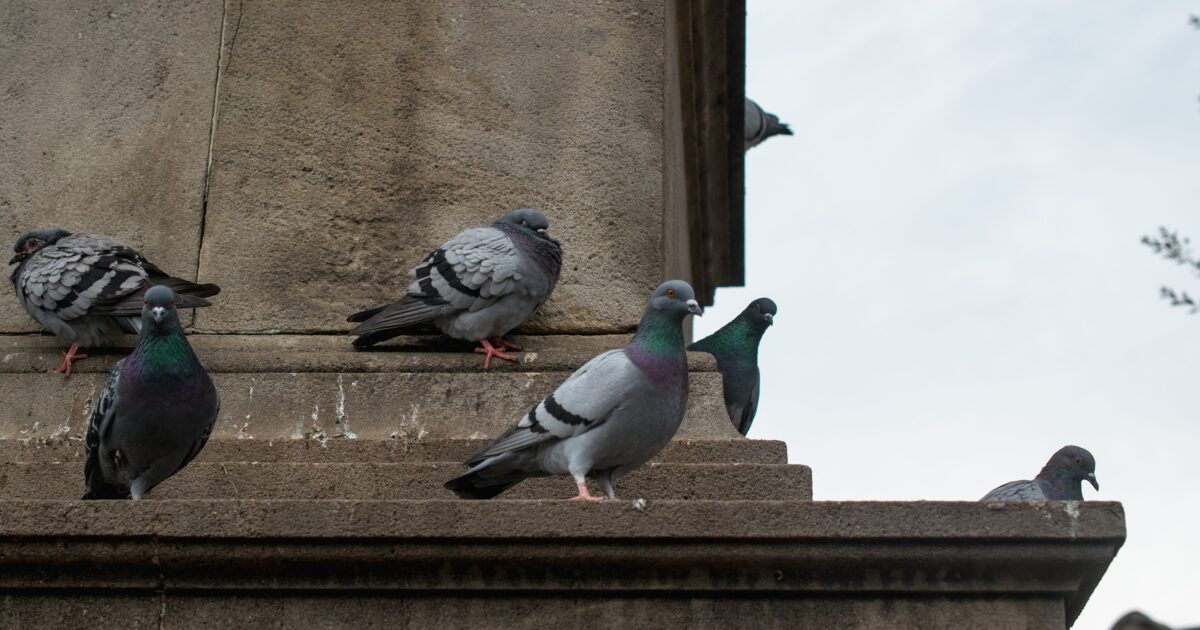 pigeons sur un bâtiment ancien